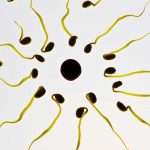 Ovulation would make women even more irresistible